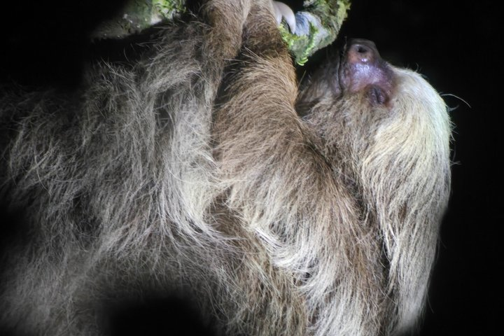 Monteverde Tropical Forest night tour - Photo 1 of 15